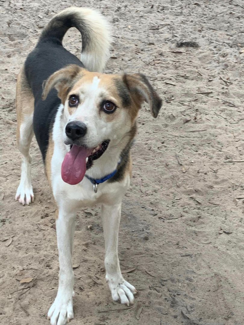 Jackie (Jacob), a Adoptable mixed breed in Navarre, FL image 4/4