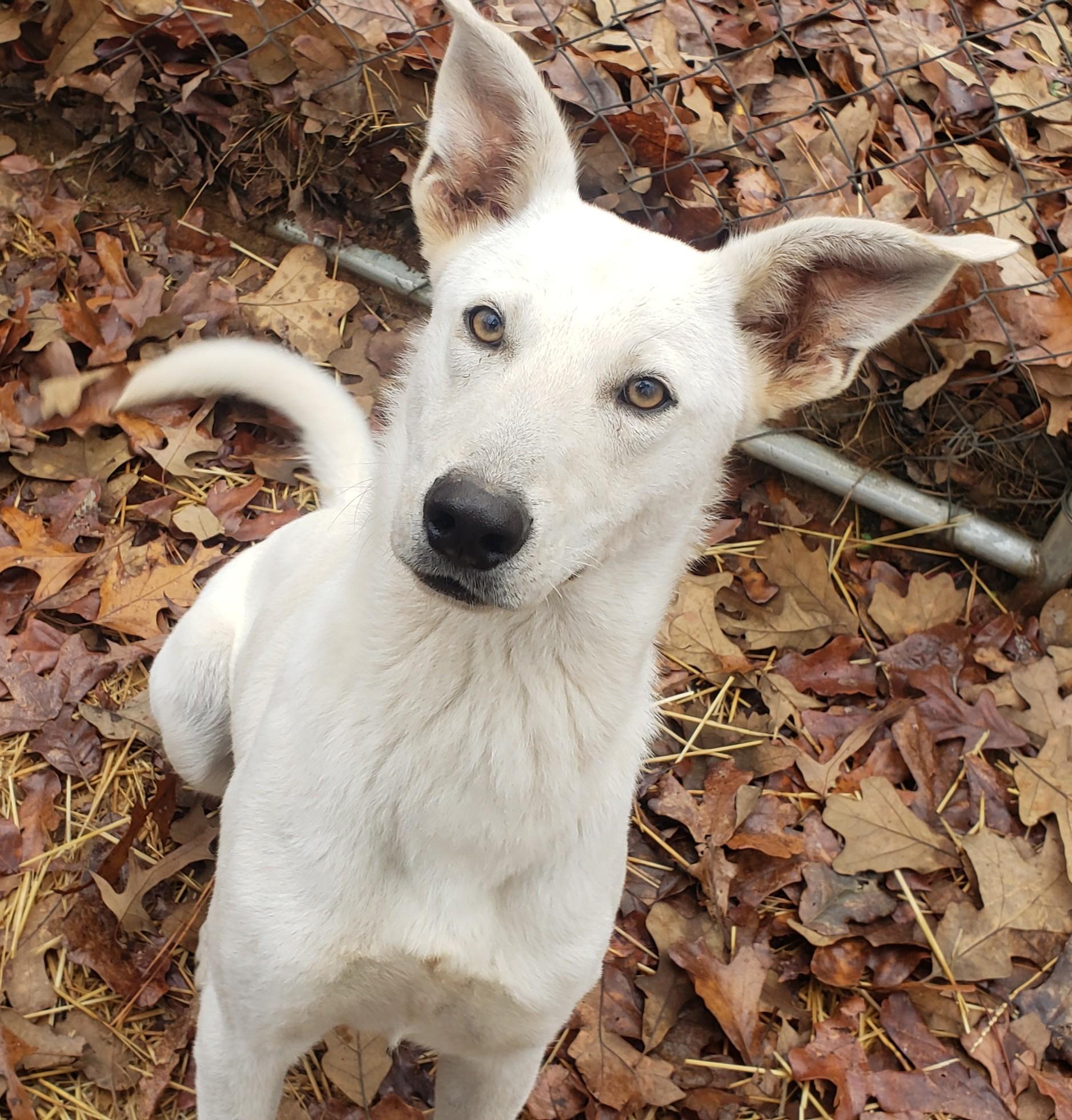 Caesar, ADOPTABLE, Young Male Husky & Shepherd.