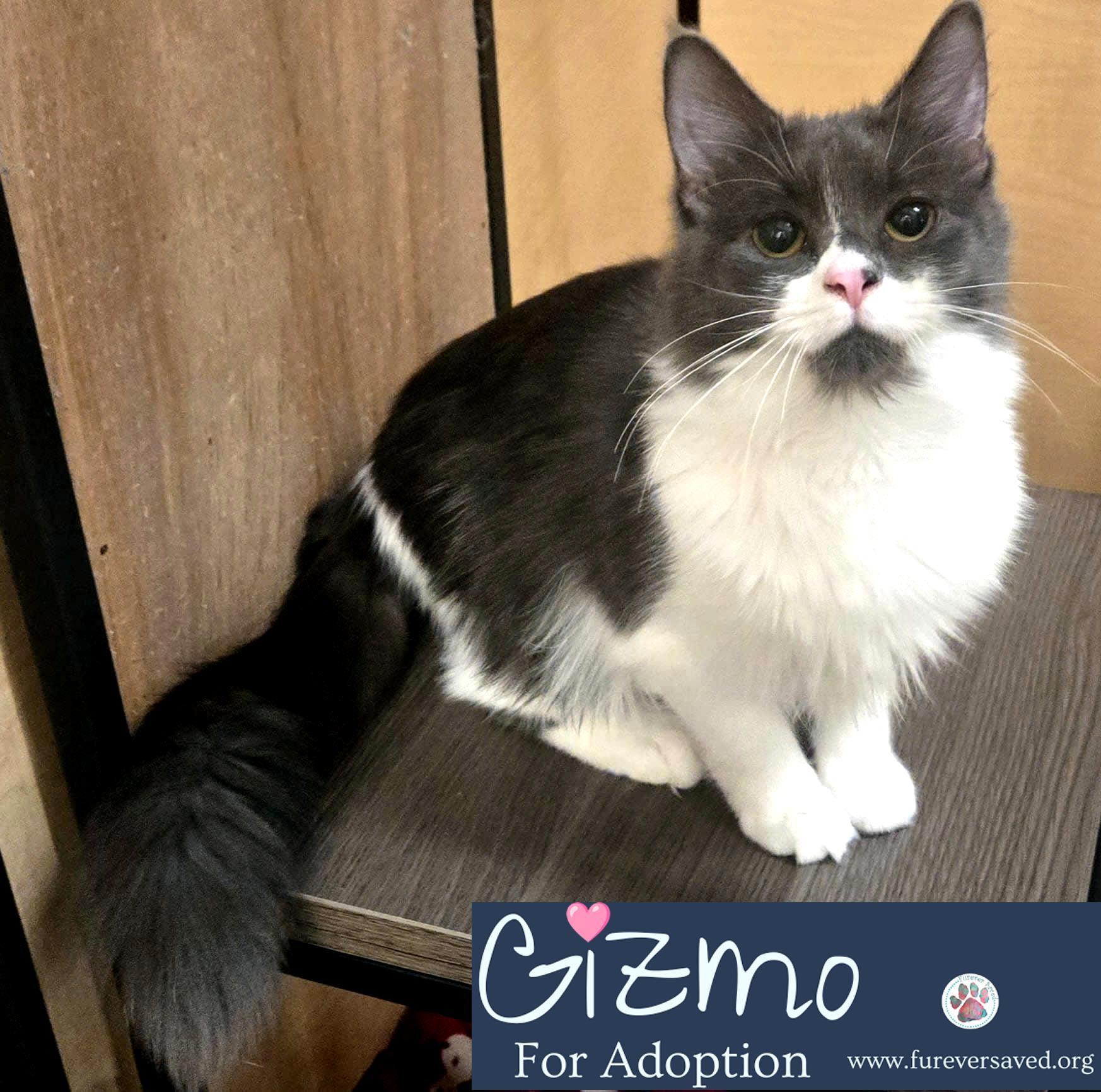 Gizmo