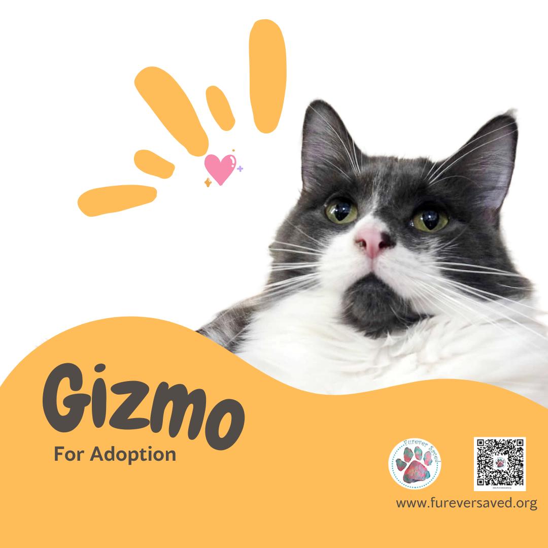 Gizmo