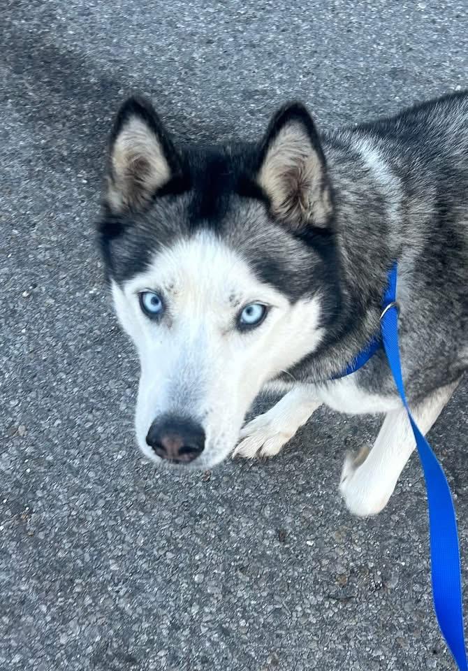 Topaz, Adoptable, Adult Female Husky.
