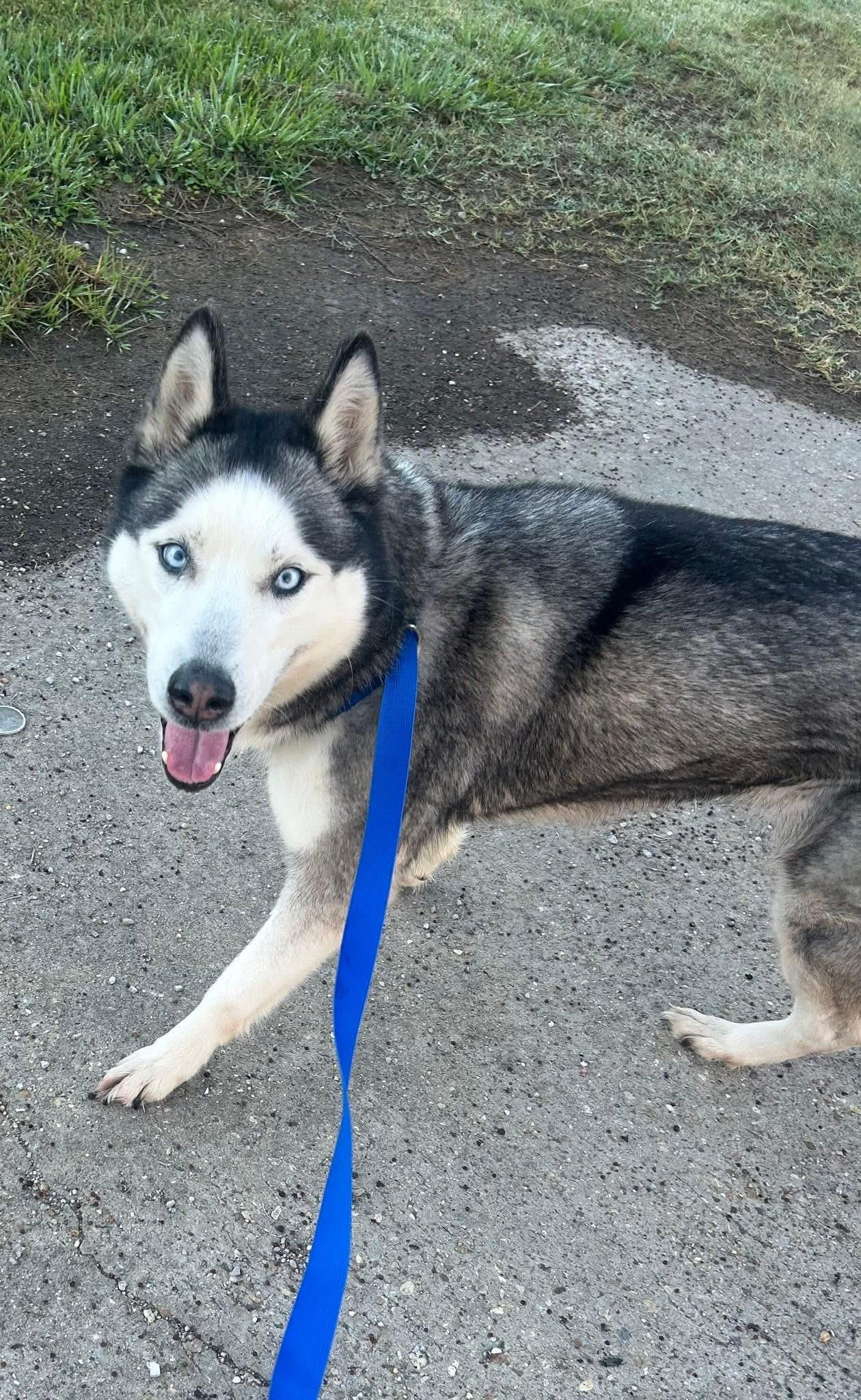 Enlarge Topaz, a Adoptable Husky in Rayne, LA image 2/4