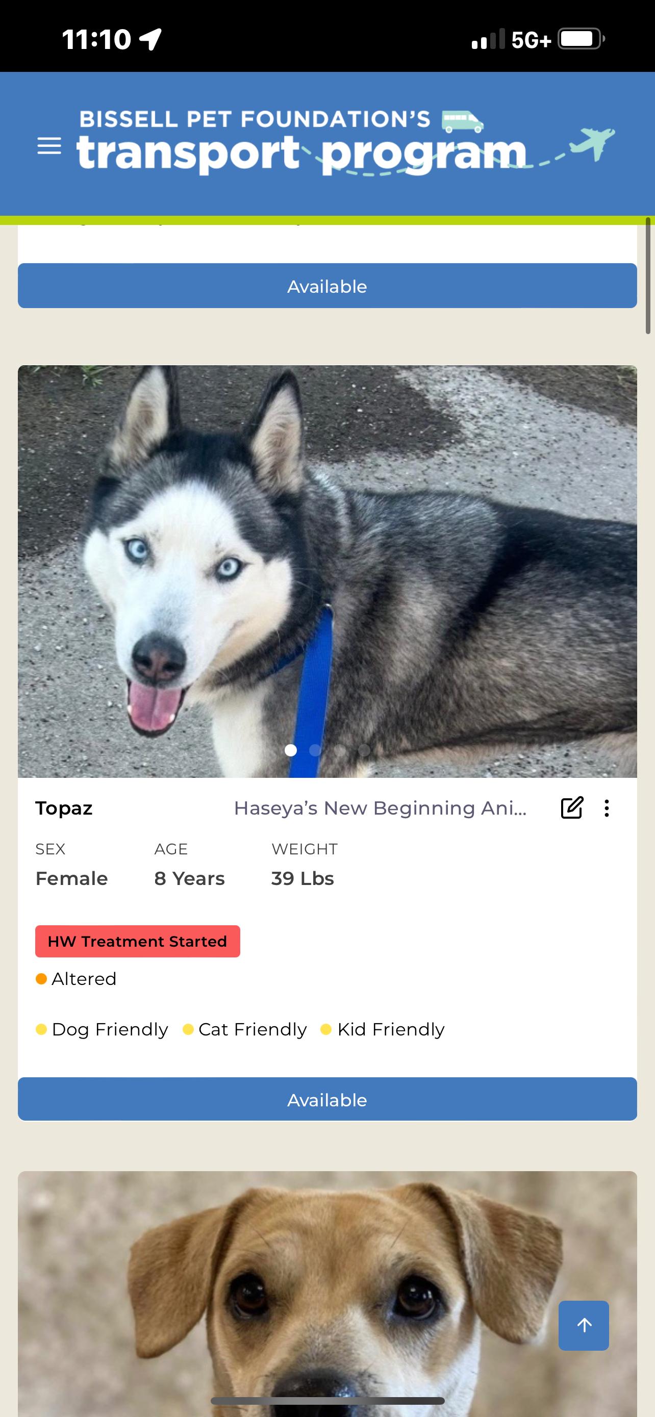 Enlarge Topaz, a Adoptable Husky in Rayne, LA image 3/4