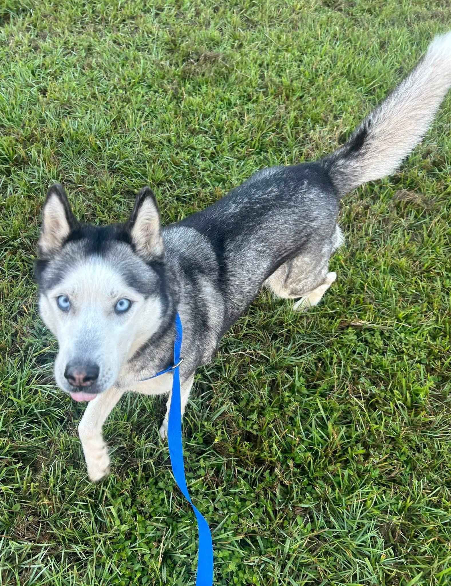 Enlarge Topaz, a Adoptable Husky in Rayne, LA image 4/4