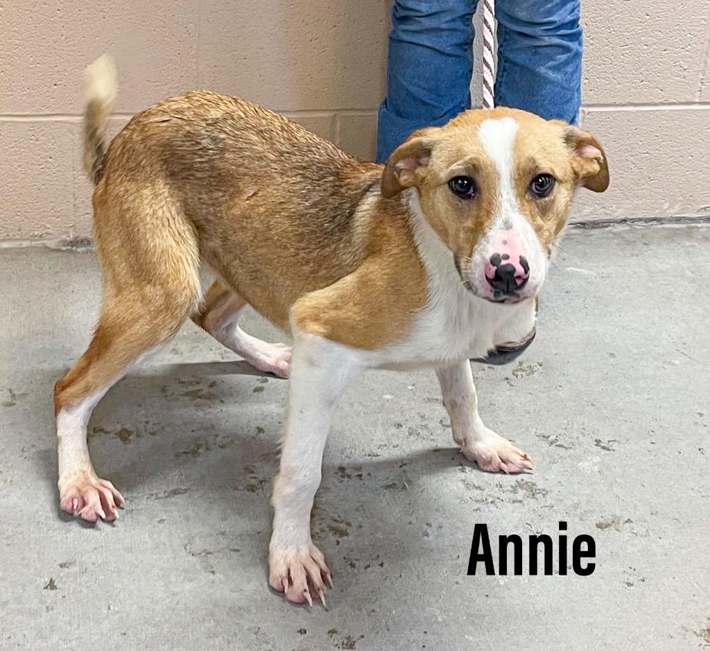 Annie, Adoptable, Puppy Female Border Collie & Labrador Retriever.