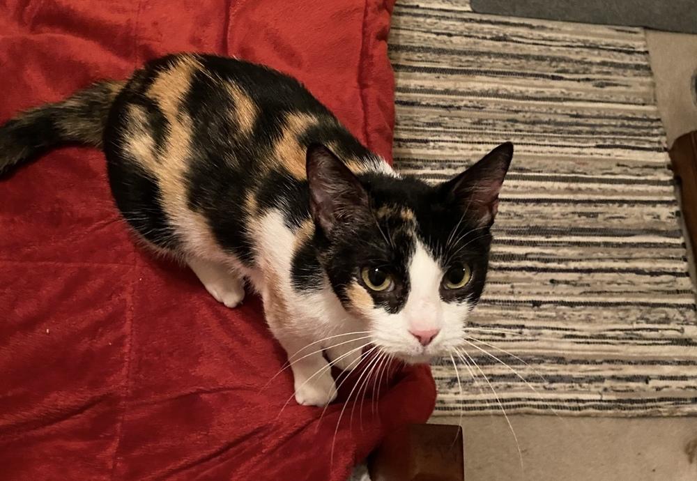 Enlarge Sage Blossom 9970, a Adoptable Domestic Short Hair in Dallas, TX image 2/2