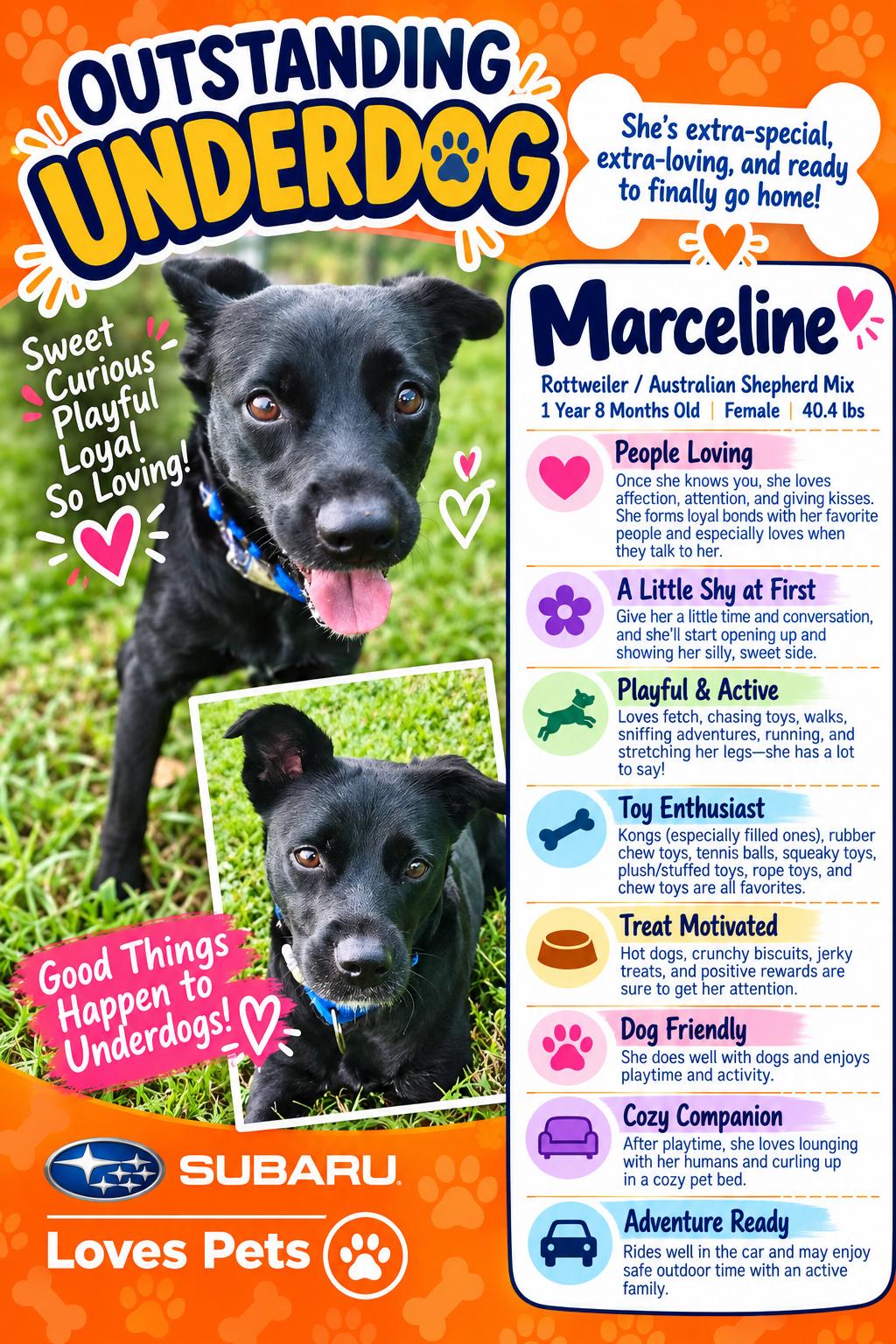Marceline, Adoptable, Adult Female Rottweiler & Australian Shepherd.