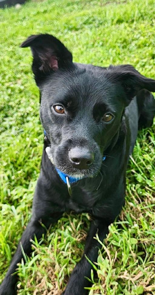 Enlarge Marceline, a Adoptable mixed breed in Winter Haven, FL image 2/3