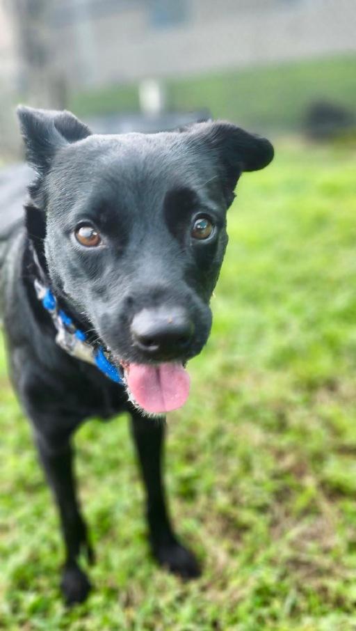 Enlarge Marceline, a Adoptable mixed breed in Winter Haven, FL image 3/3