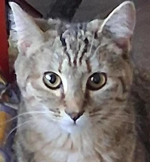 Enlarge Lacy, an adopted Domestic Short Hair in Garrett Park, MD image 3/6