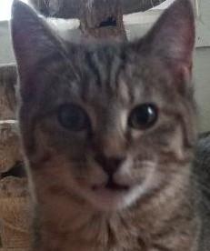 Enlarge Lacy, a Adoptable Domestic Short Hair in Garrett Park, MD image 3/6