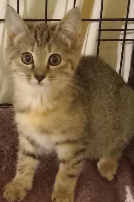 Enlarge Lacy, a Adoptable Domestic Short Hair in Garrett Park, MD image 2/6