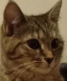 Enlarge Lacy, a Adoptable Domestic Short Hair in Garrett Park, MD image 4/6