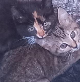 Enlarge Lacy, a Adoptable Domestic Short Hair in Garrett Park, MD image 4/6