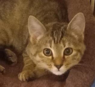 Enlarge Lacy, a Adoptable Domestic Short Hair in Garrett Park, MD image 3/6