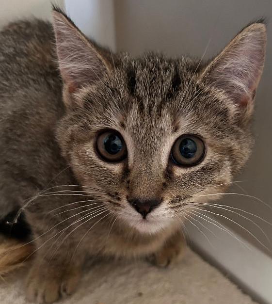 Lacy, Adoptable, Kitten Female Domestic Short Hair.