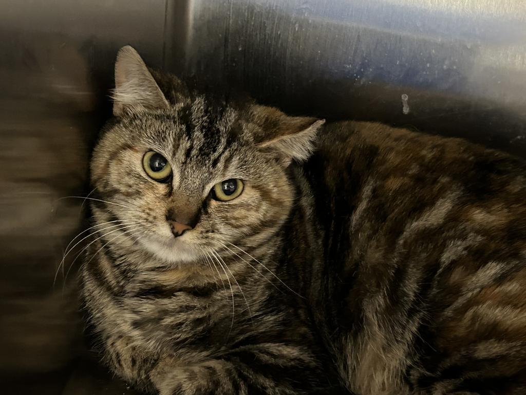 Effie, a Adoptable mixed breed in Ontario, OR image 2/4