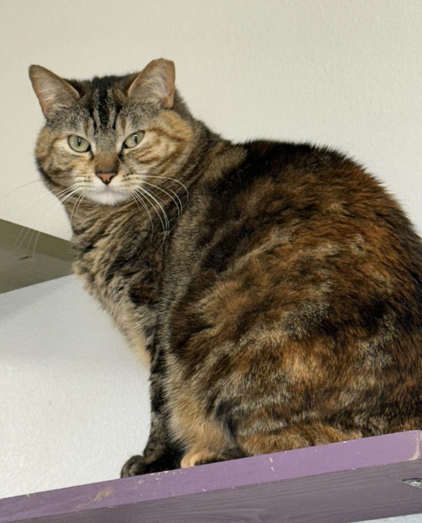 Effie, a Adoptable mixed breed in Ontario, OR image 3/4