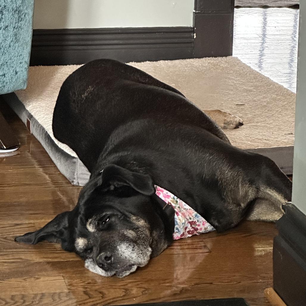 Pearl, Adoptable, Senior Female Mixed Breed.