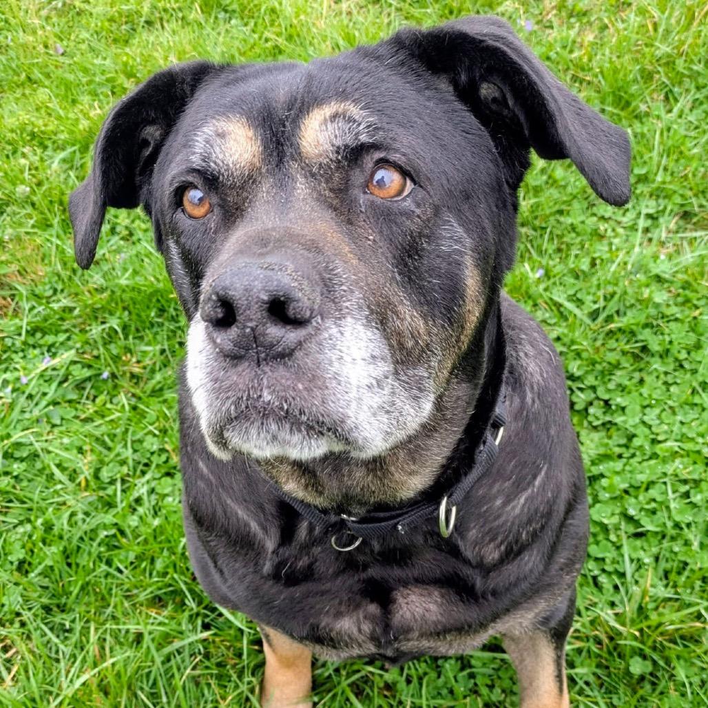 Pearl, Adoptable, Senior Female Mixed Breed.