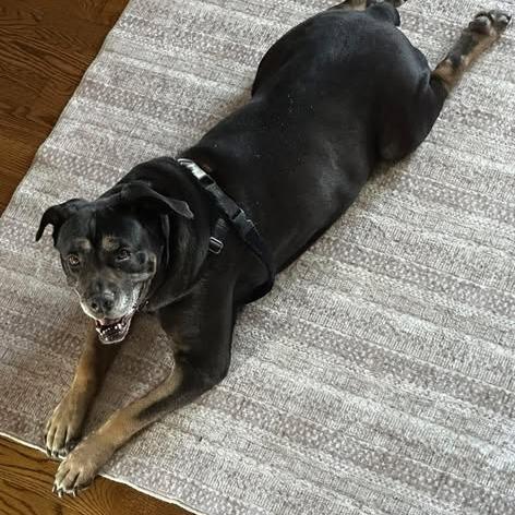 Pearl, Adoptable, Senior Female Mixed Breed.