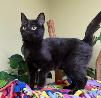 Brandy, Adoptable, Kitten Female Domestic Long Hair & Domestic Short Hair.