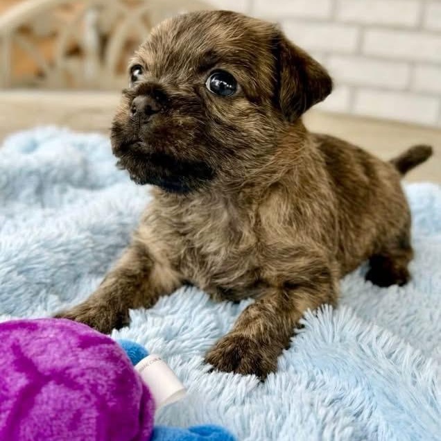 Enlarge Willie, a Adoptable mixed breed in Rockwall, TX image 2/3