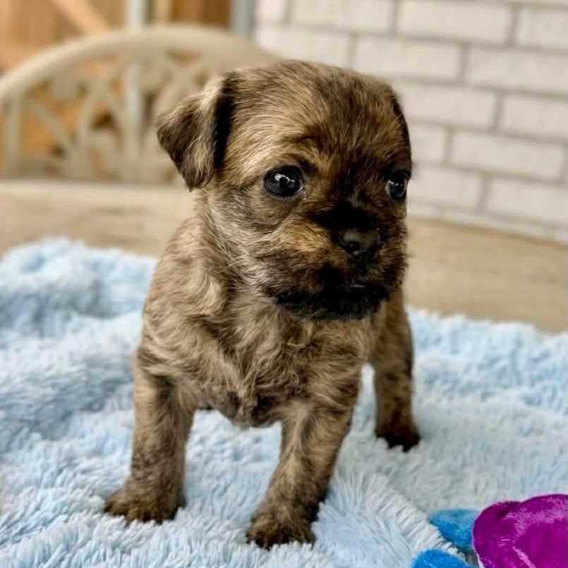 Enlarge Willie, a Adoptable mixed breed in Rockwall, TX image 3/3