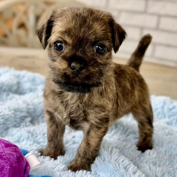 Willie, Adoptable, Puppy Male Chug & Poodle.