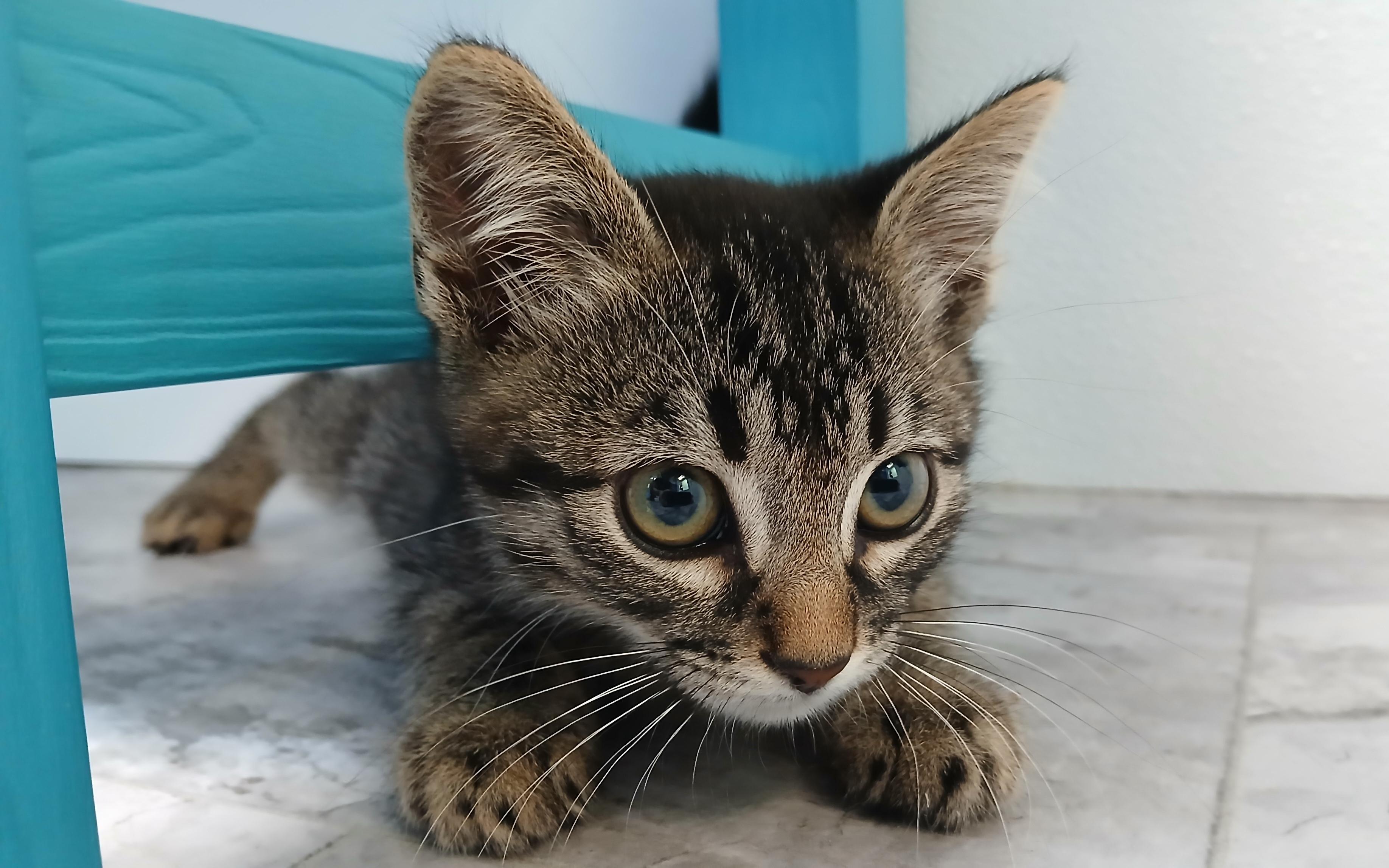 Enlarge Elio, a Adoptable Domestic Short Hair in Cullowhee, NC image 1/6