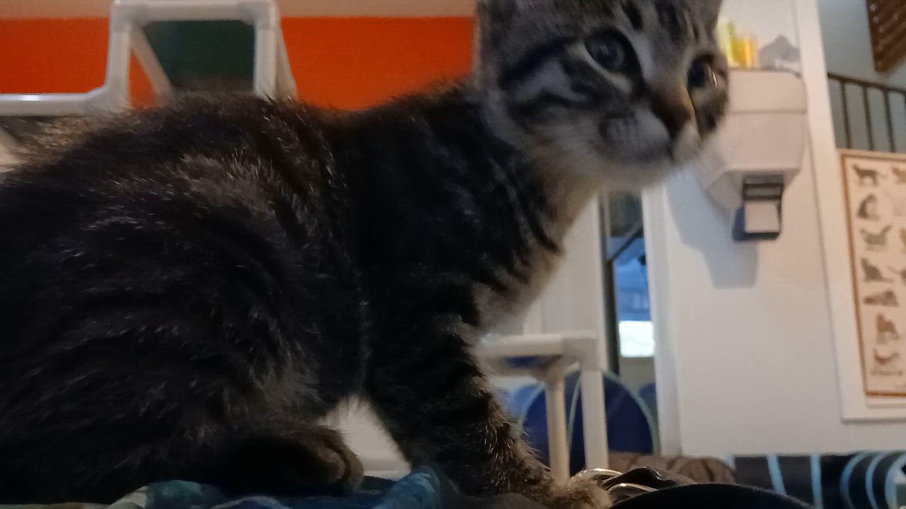 Enlarge Elio, a Adoptable Domestic Short Hair in Cullowhee, NC video 5/6
