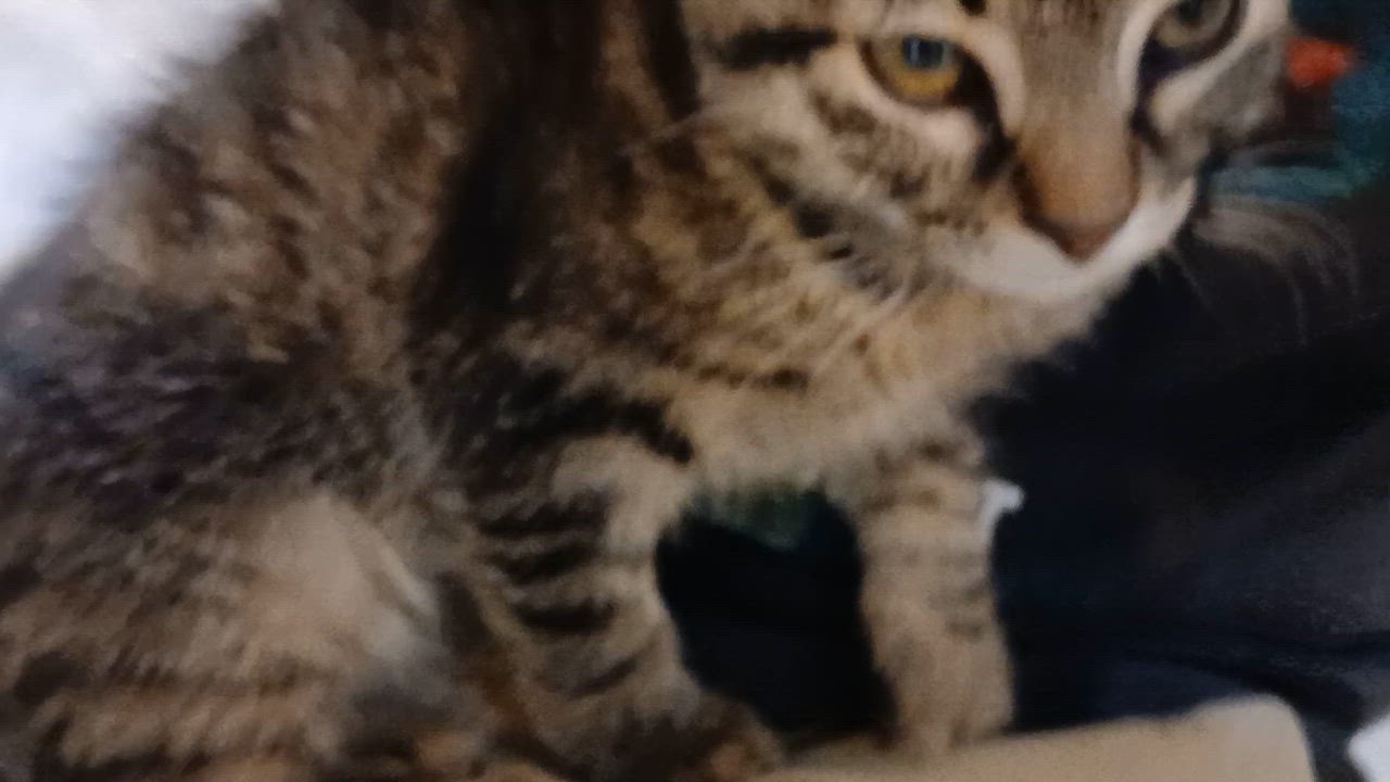 Enlarge Elio, a Adoptable Domestic Short Hair in Cullowhee, NC video 4/6