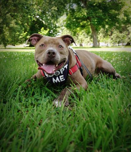 Enlarge Noodles, a Adoptable mixed breed in New Orleans, LA image 2/3