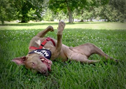Enlarge Noodles, a Adoptable mixed breed in New Orleans, LA image 2/3
