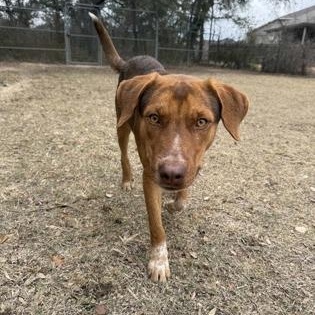 Bagel, a ADOPTABLE mixed breed in Bulverde, TX image 2/3