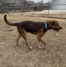 Bagel, a ADOPTABLE mixed breed in Bulverde, TX image 3/3