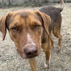 Bagel, a ADOPTABLE mixed breed in Bulverde, TX image 1/3