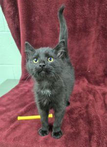 Enlarge Leo, a Adoptable Domestic Short Hair in Bucyrus, OH image 2/3