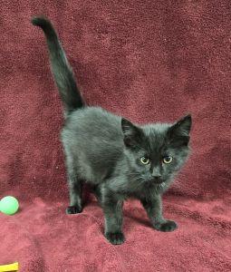 Enlarge Leo, a Adoptable Domestic Short Hair in Bucyrus, OH image 3/3