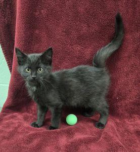 Enlarge Leo, a Adoptable Domestic Short Hair in Bucyrus, OH image 1/3