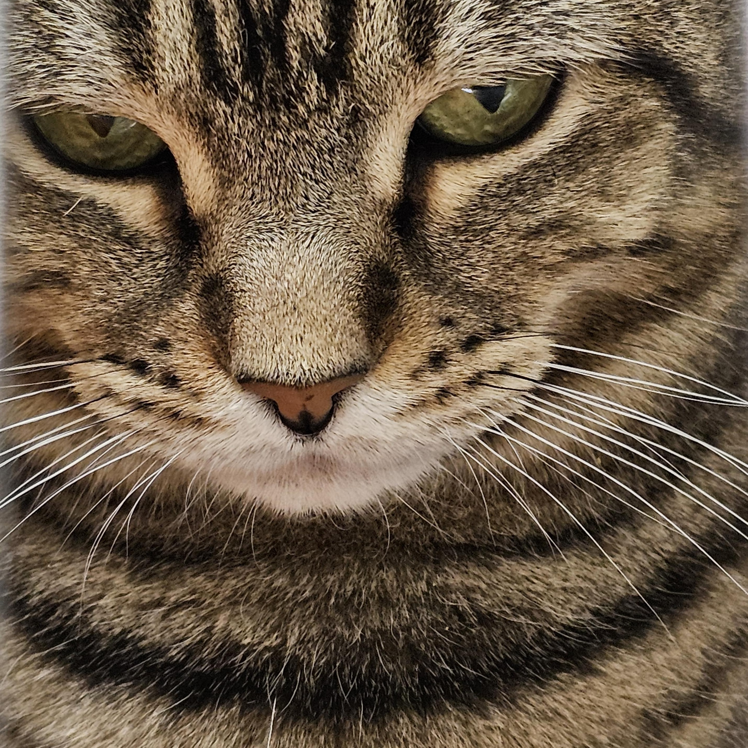 Enlarge Paris, a ADOPTABLE Domestic Short Hair in Stratford, CT image 3/4