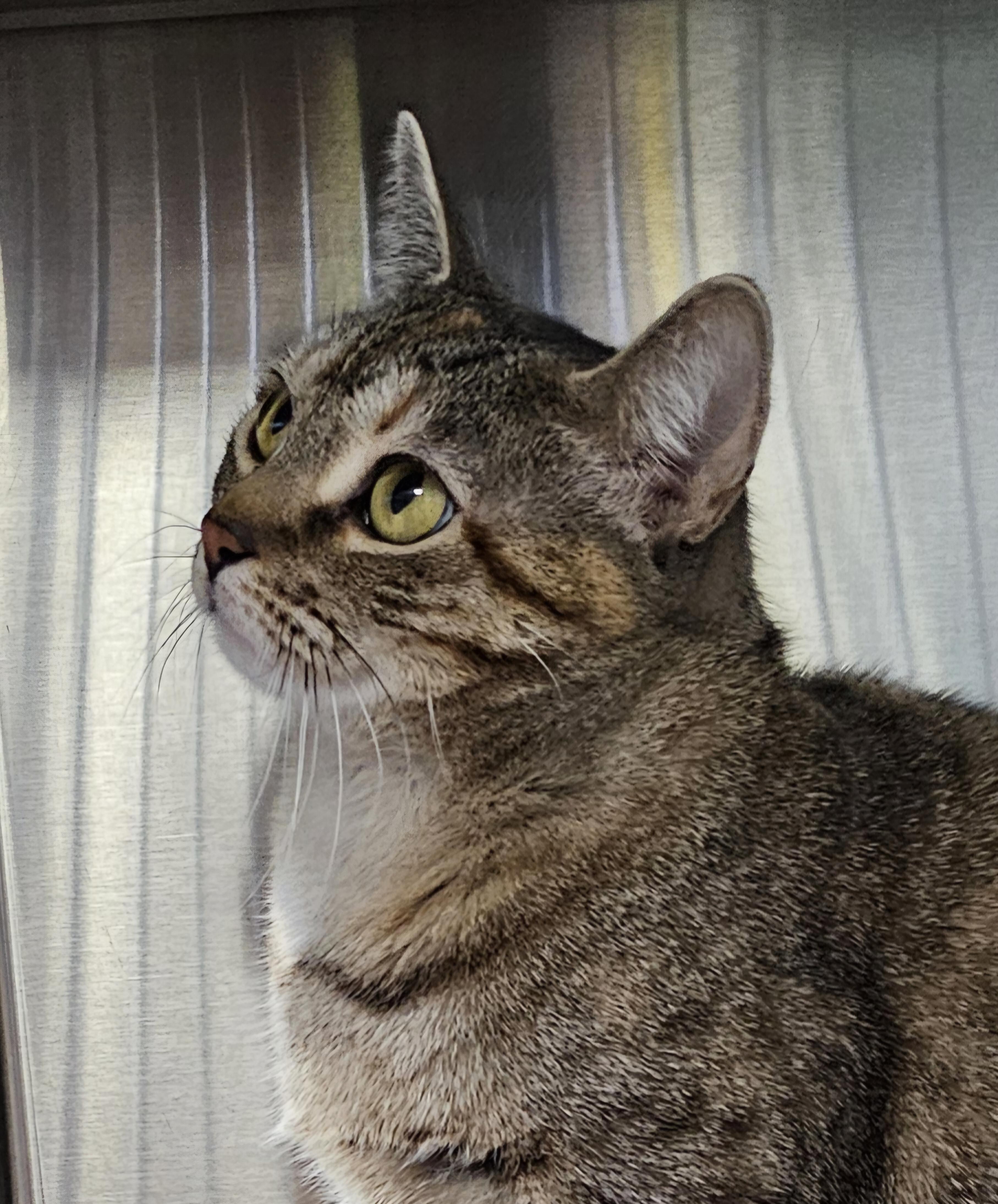 Enlarge Paris, a ADOPTABLE Domestic Short Hair in Stratford, CT image 2/4