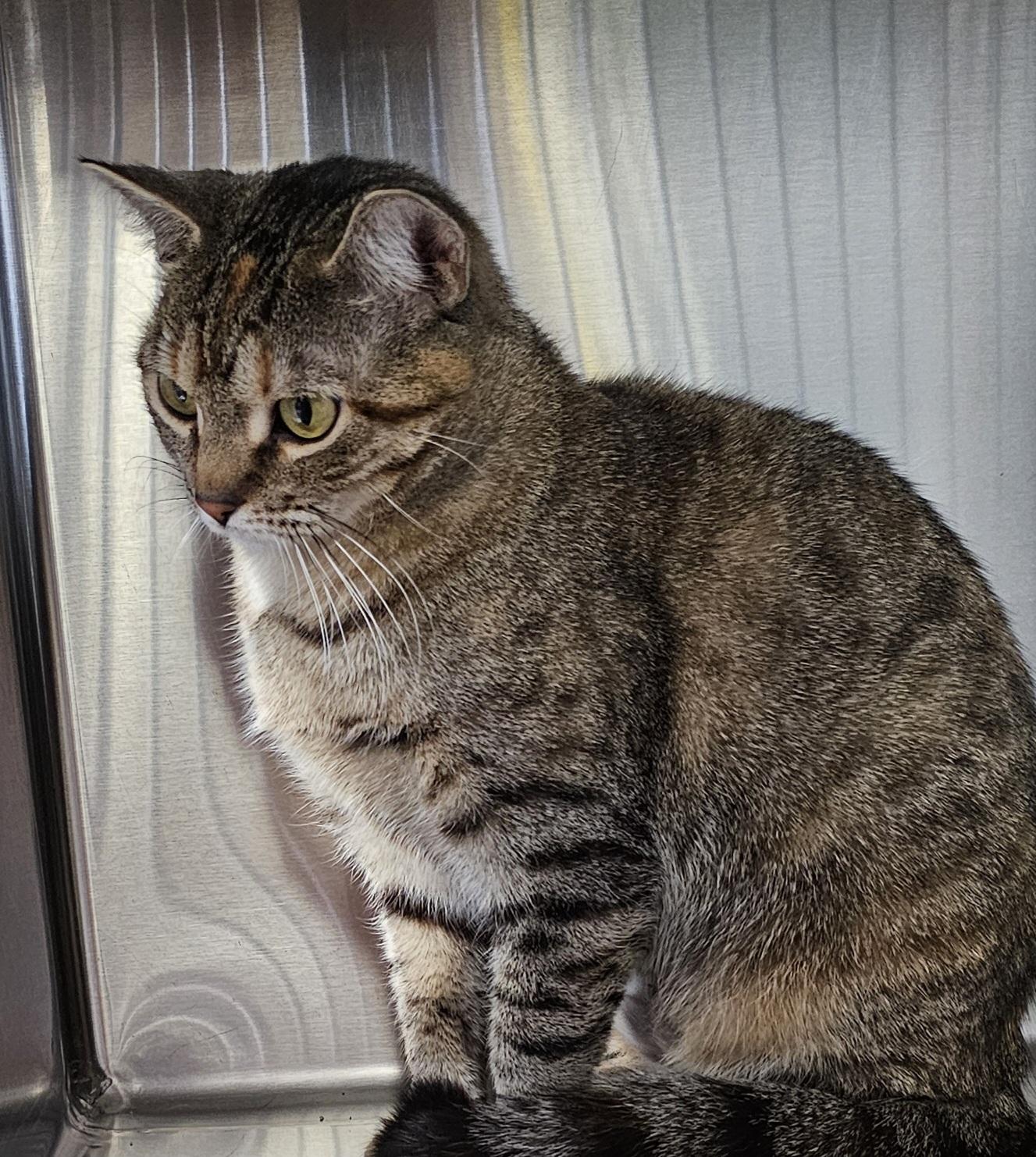 Enlarge Paris, a ADOPTABLE Domestic Short Hair in Stratford, CT image 4/4