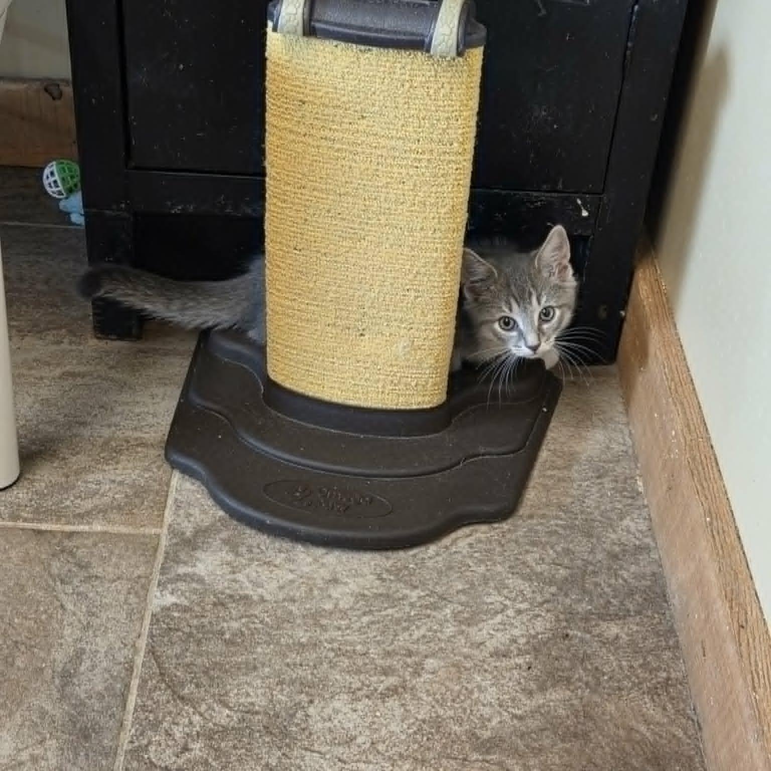 Chewy, a ADOPTABLE Domestic Short Hair in Lancaster, KY image 5/6