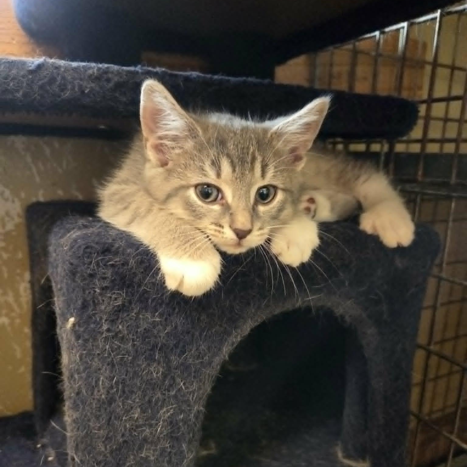 Chewy, a ADOPTABLE Domestic Short Hair in Lancaster, KY image 6/6