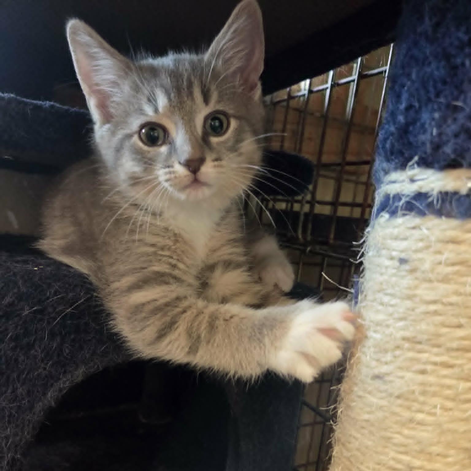 Chewy, a ADOPTABLE Domestic Short Hair in Lancaster, KY image 3/6