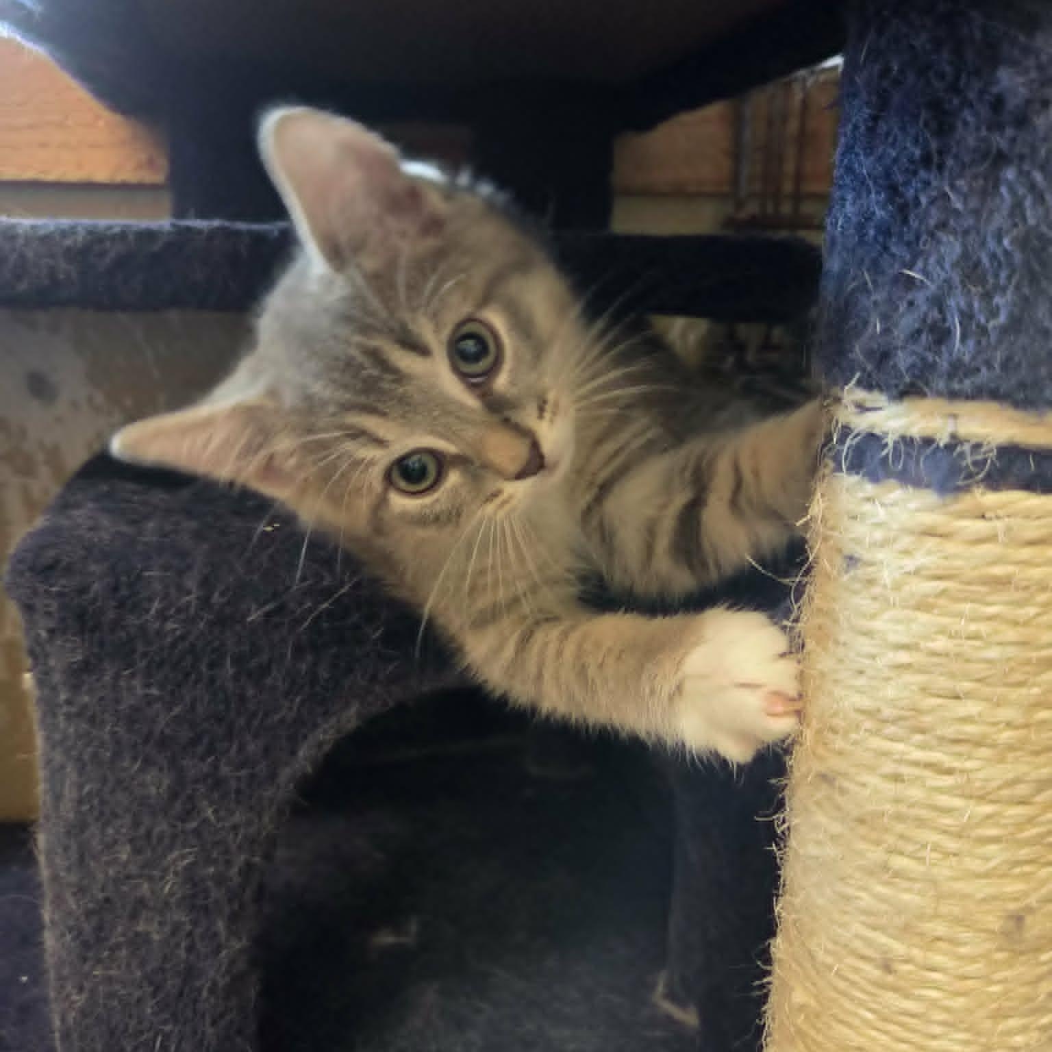 Chewy, a ADOPTABLE Domestic Short Hair in Lancaster, KY image 4/6