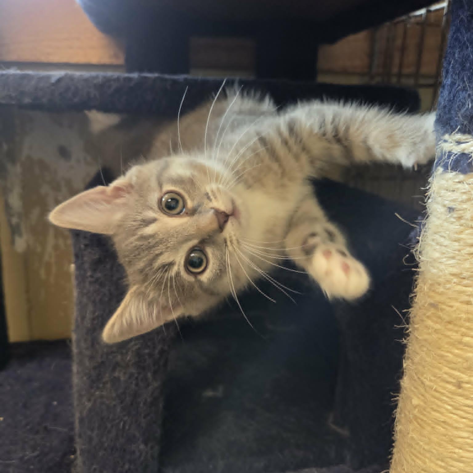 Chewy, a ADOPTABLE Domestic Short Hair in Lancaster, KY image 1/6