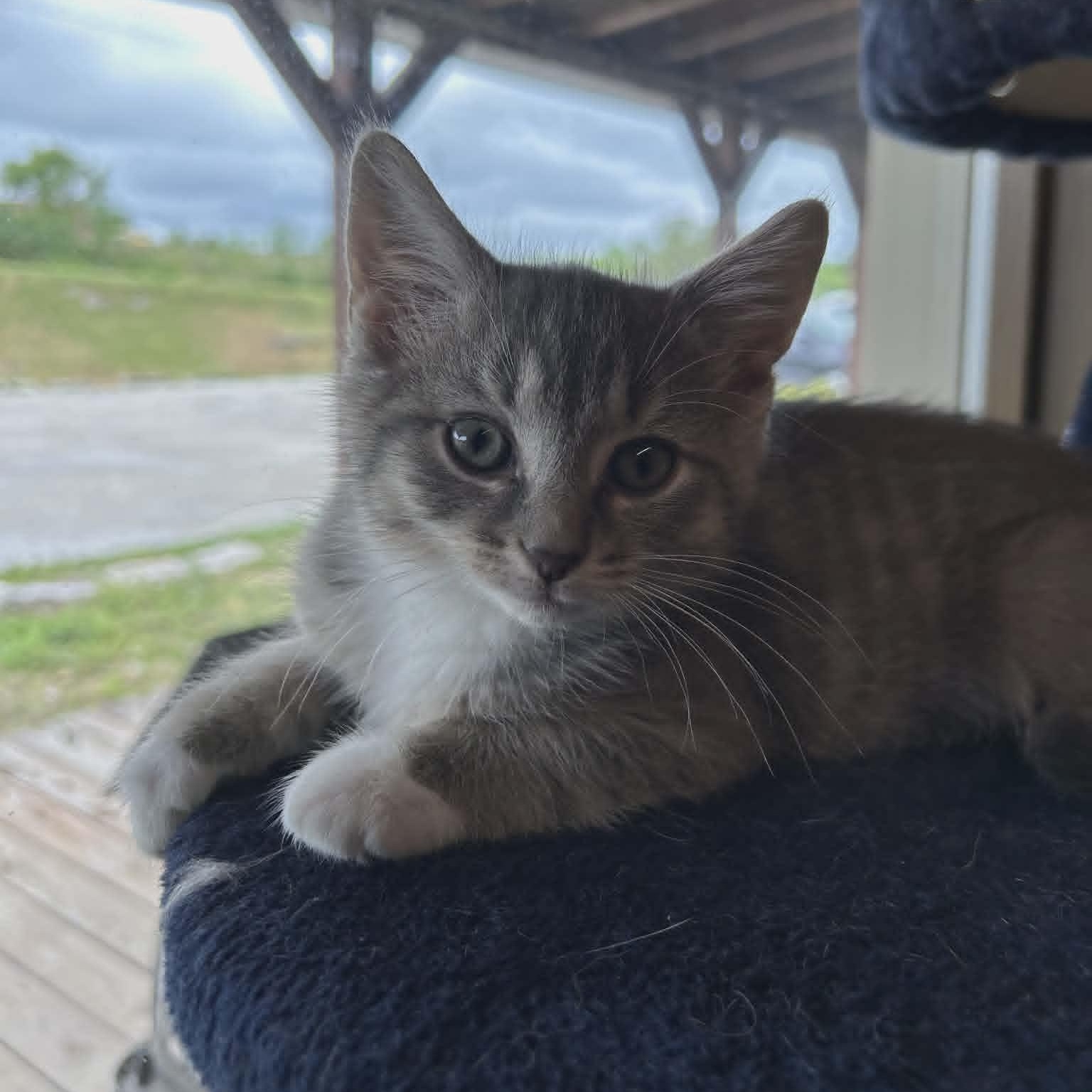 Chewy, a ADOPTABLE Domestic Short Hair in Lancaster, KY image 2/6