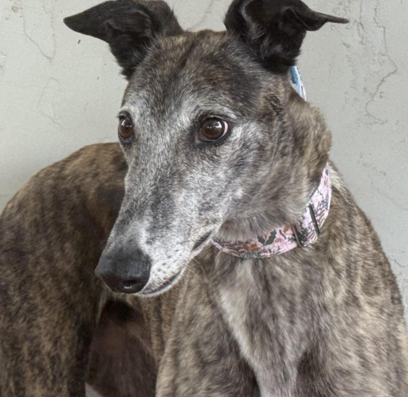 Millie, ADOPTABLE, Adult Female Greyhound.